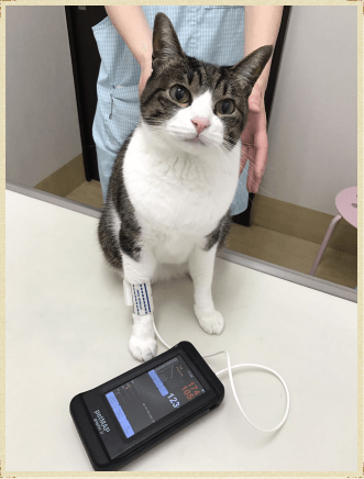 血圧計 (PET MAP)